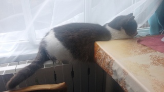 �������߂̌���