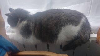 �����̌���