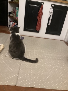 2��14��(�y) �����т̃~�j����