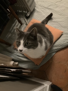 �֎q�����L