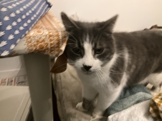 ������肷��