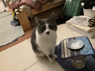 ��Ηp�̖�H�H