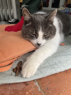 �������炵���ꑮ�ʐ^��