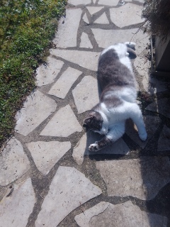 ����񂲂��@��