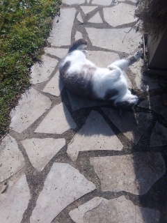 ����񂲂��@��