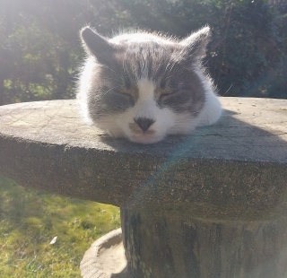 �����ł��\��L�@��