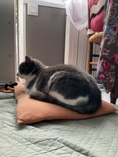 �ˁ[���͓��{��搶�̎��Ԃł�