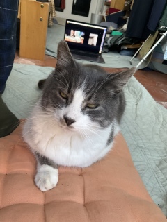 ���ꂳ����ʂ��Ƃ��