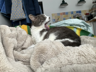 �������Ėт̂������