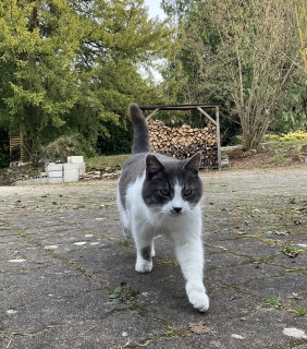 �̓�����肨���