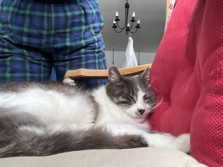 �g�[�̏�ł������܂�����֎q�Œ��Q�̑���