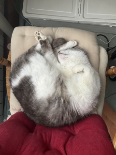 �Q���v�V�[�v�V�[