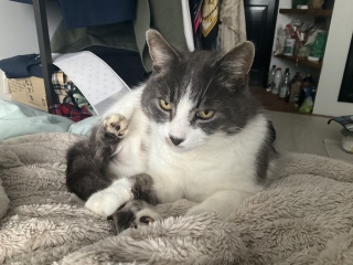 �s���N�̂�����������