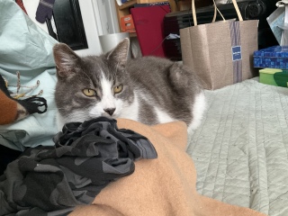 ���肰�Ȃ��Ñ�