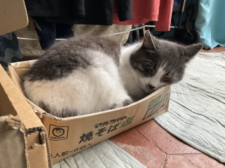 ���������키�Ă��Ή�