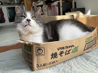 �͂ݏo�����j