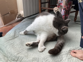 �����傳�񂪐@���Ă��ꂽ����