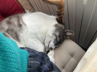 �v�V�[�v�V�[