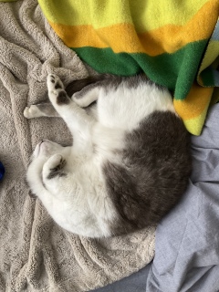 ���킢���q���˂ނ˂ނ��Ƃ��