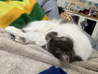 �L���̔����т͂������