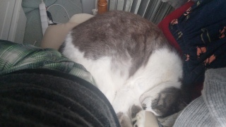 �֎q�ł��˂ނł�