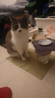 �J�̒����Ă��ꂽ��