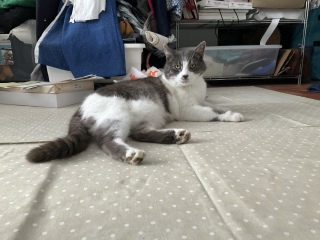 �����ł��낮�̂������