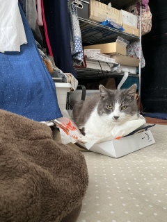 ���̏オ�D��