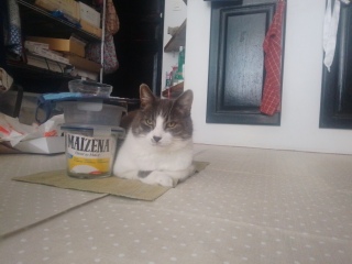 �ˁ[���͂��ꂩ��d���ł�