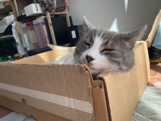 ���킢�����I�I