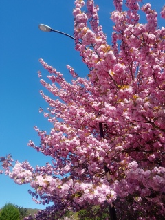 �w�֌��������̔��d��