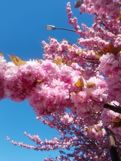 ���ݐH�ׂ����Ȃ�