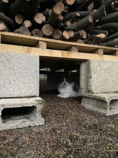 �J��ǂ肵�Ă����