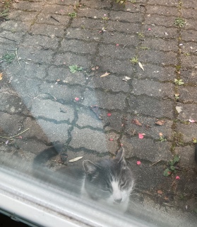 4��12��(��) �������ˁ[���̏o�Ύ��ԋ߂��ɔL��オ���o��