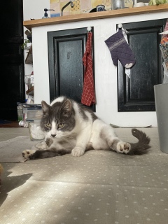 ������ꂿ���