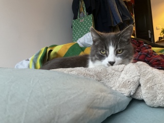 ���C�ɓ���̖���̖ѕz