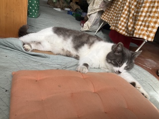 ���܂��Ƃ��낪�����H