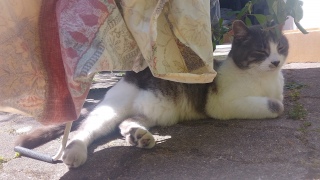 ���X�Ƃ����������܂�