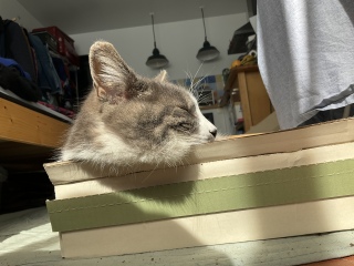 4��24��(��) ���T�C�Y�x�b�h�ł��͂ݏo�����j