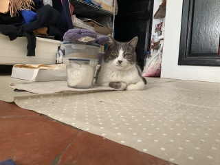 ���ĂĂ����킢���ˁ[