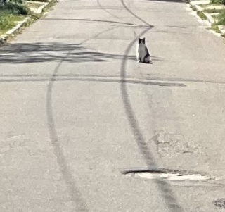 �L�����p���s�������H