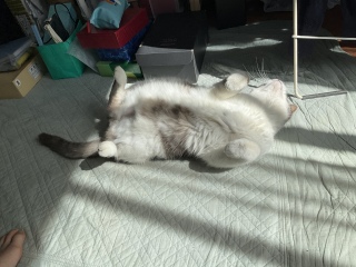 ����񂲂��̓r���ł�