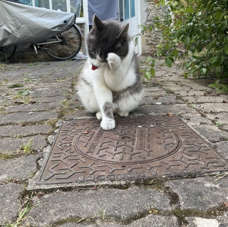 ����̌��