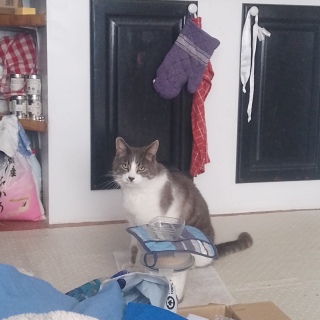 �炿����̎q���̐H�~