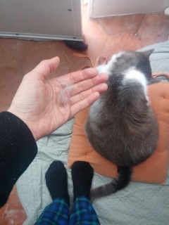 �����Ղ肠�肪�Ƃ���