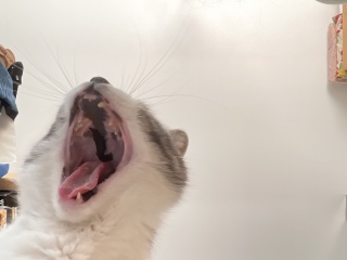 �C�ېH�ׂ悤�ˁ@��
