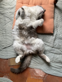 �ւ��V�����