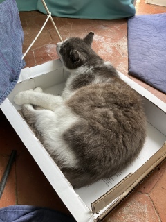 ����ς肨�C�ɓ���ł�
