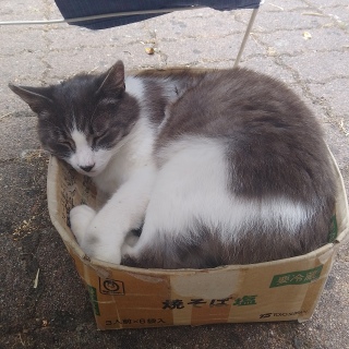 �ڂɂ���������