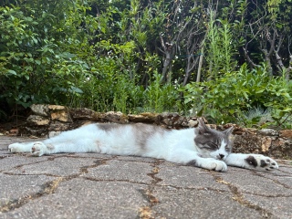 �܂����񌩂��Ƃ��